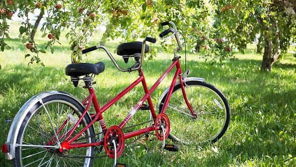 Ein rotes Tandem in einer Obstplantage